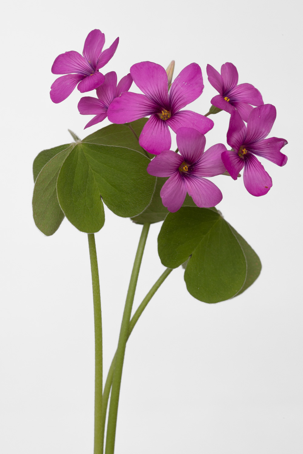 L'oxalis existe aussi avec des feuilles violettes. Celle-ci à été cueillie pendant le confinement à Annoville