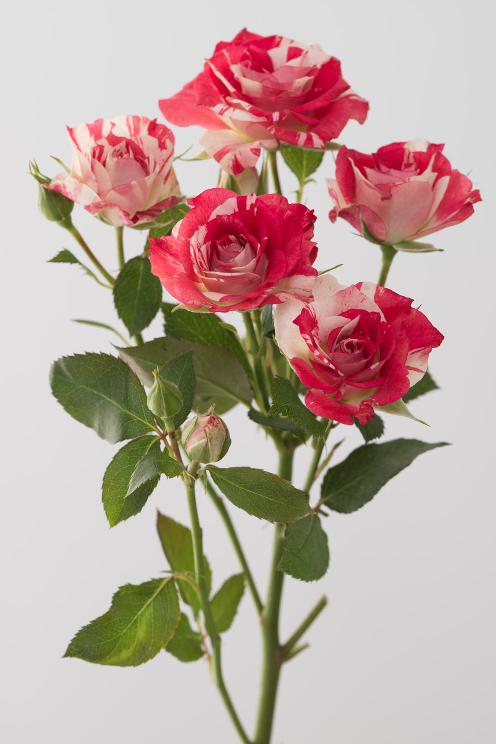 Pierre Joseph pierrejosephredoute/2017-rose-arlequin.jpg